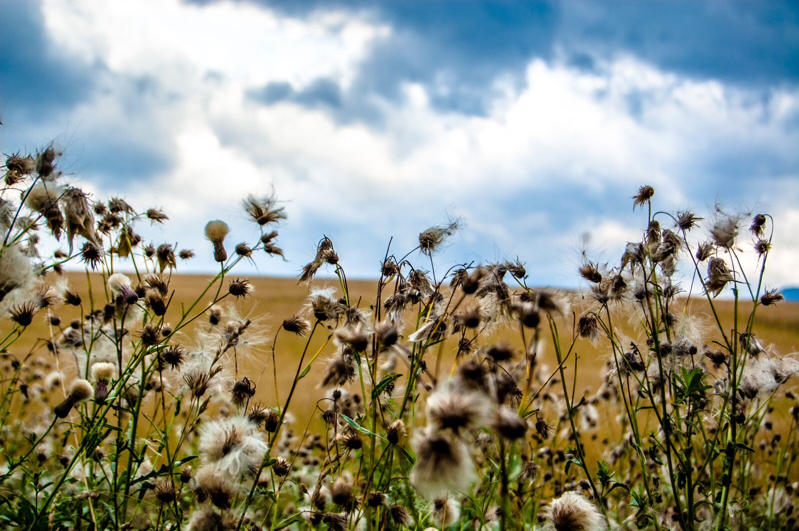 Nikon D40 sample photo. Field, slovakia, nature photography