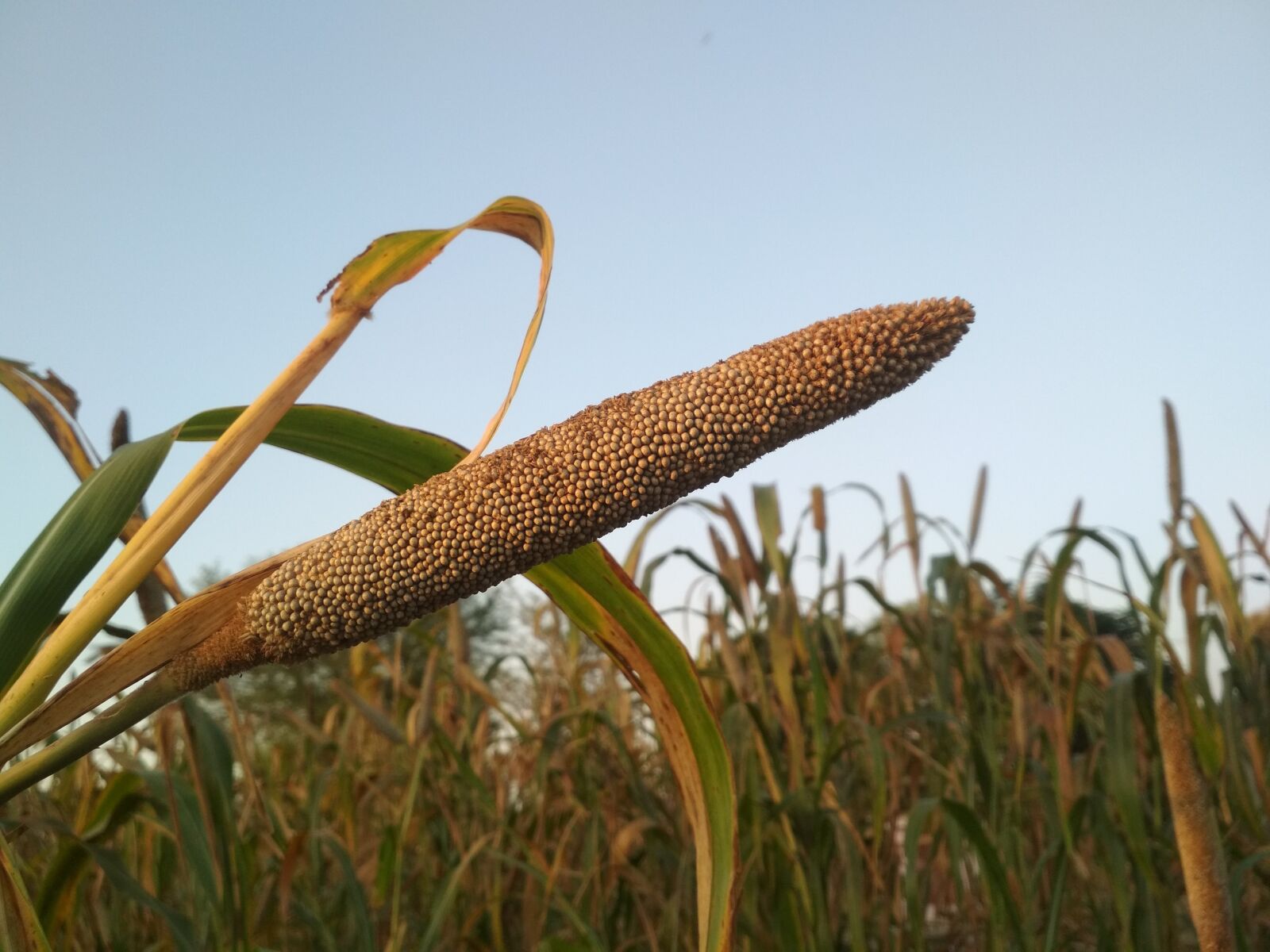 Xiaomi Redmi 4 Pro sample photo. Nature, forest, natural photography