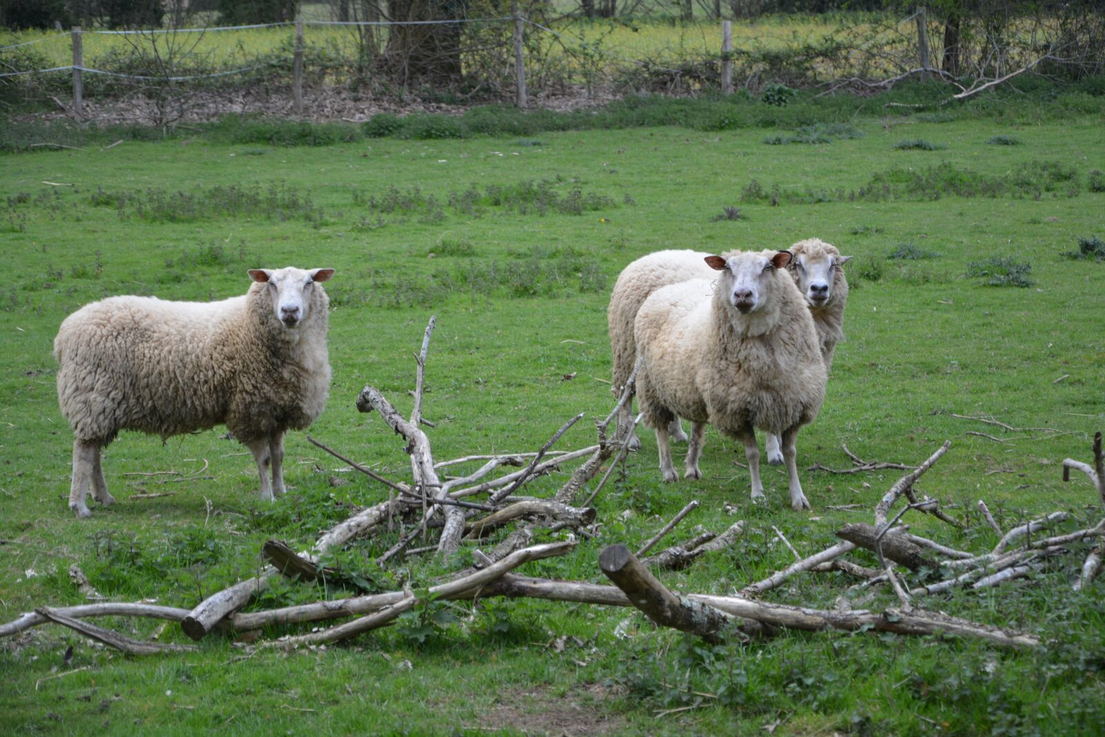Nikon D5200 sample photo. Sheep, sheep meadow, livestock photography