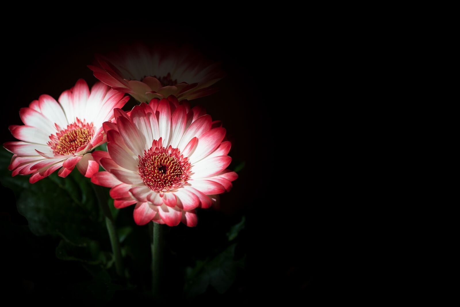 Nikon D750 sample photo. Spring flowers, gerbera, flowers photography