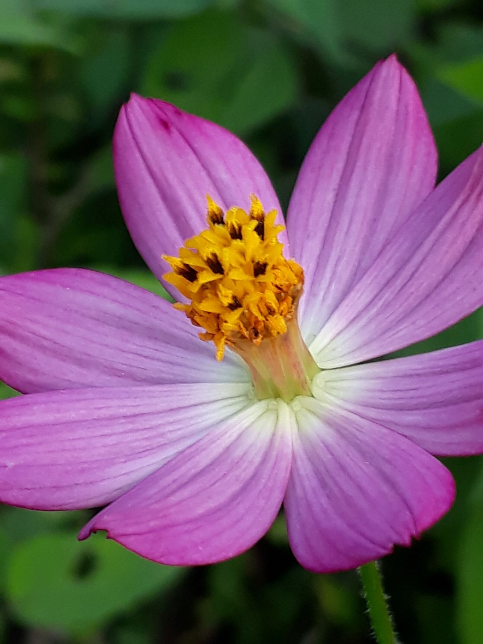 Samsung Galaxy J7 Prime2 sample photo. Flower, garden, color photography