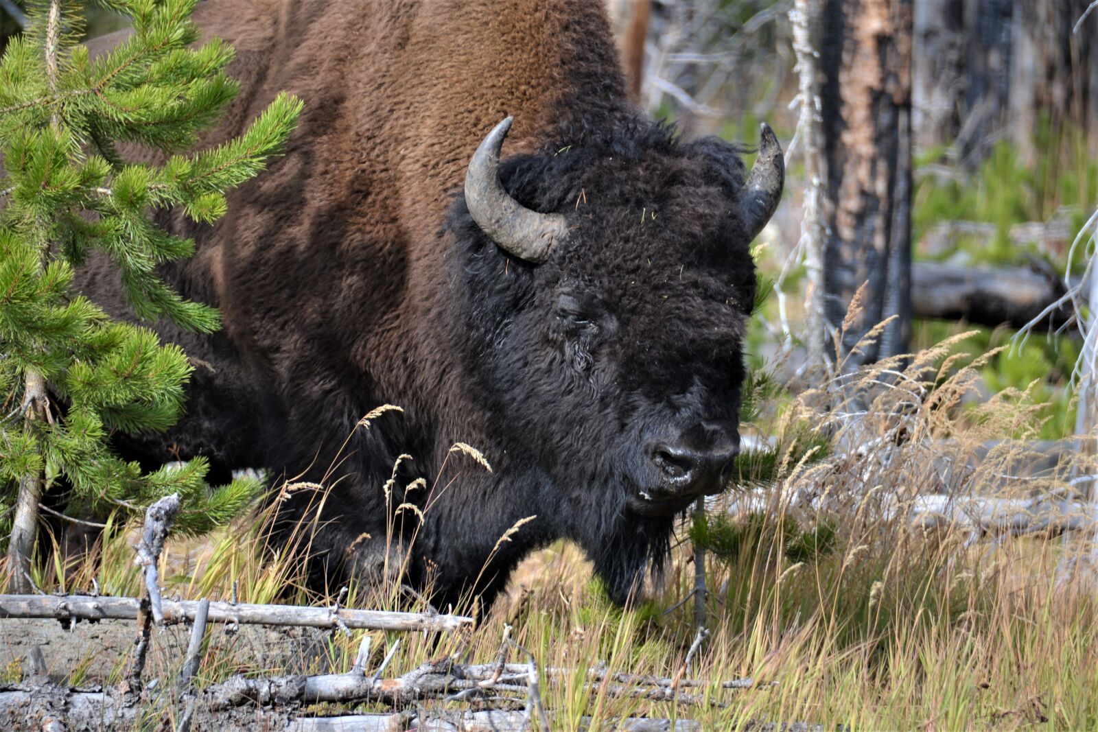 Nikon D600 sample photo. Bison, buffalo, yellowstone photography