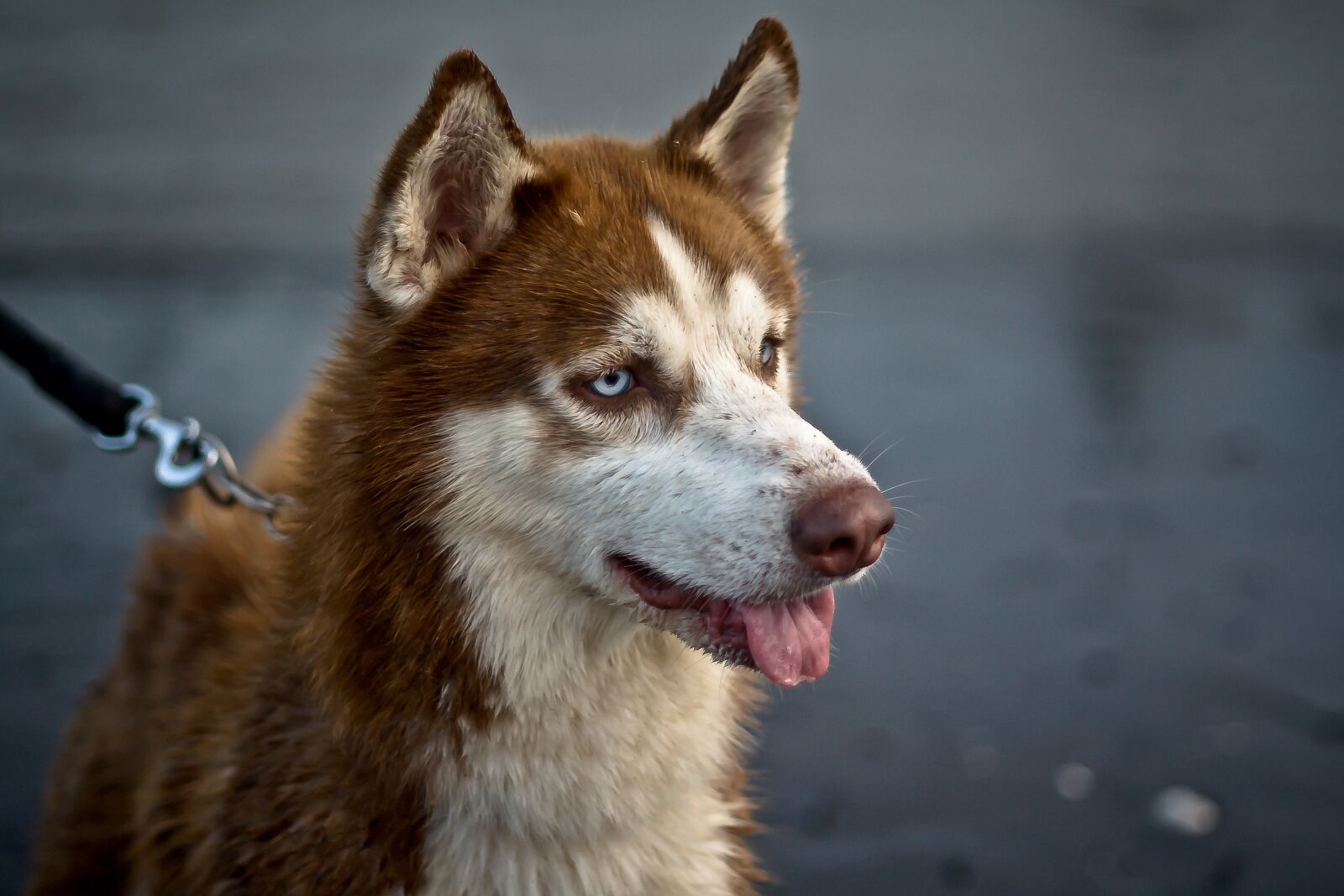 Canon EF 50mm f/1.8 sample photo. Dog, animal, brown photography