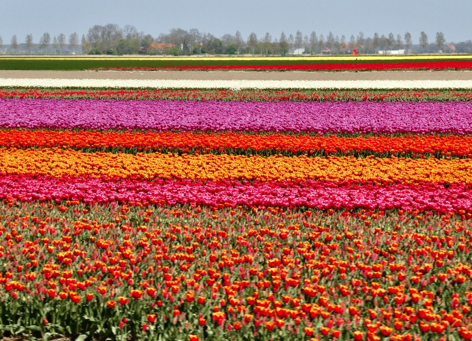 Panasonic Lumix DC-ZS70 (Lumix DC-TZ90) sample photo. Tulips, colourful, field photography