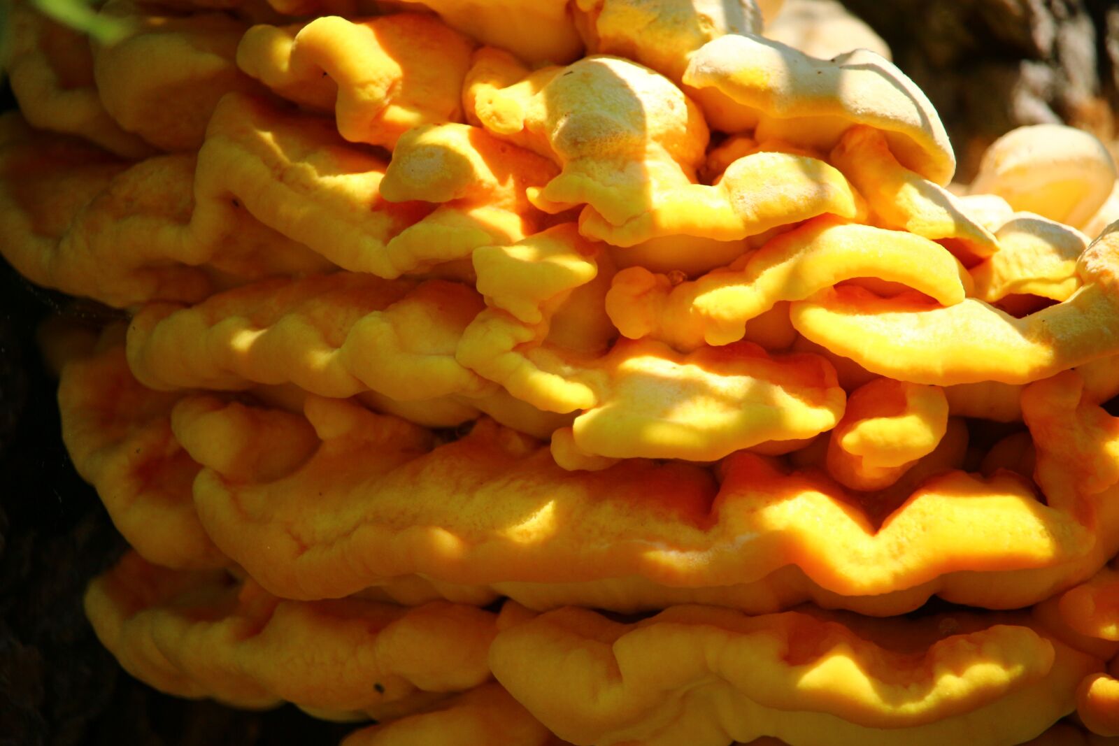 Canon EOS 100D (EOS Rebel SL1 / EOS Kiss X7) sample photo. Sulphur ovinus, mushroom, yellow photography