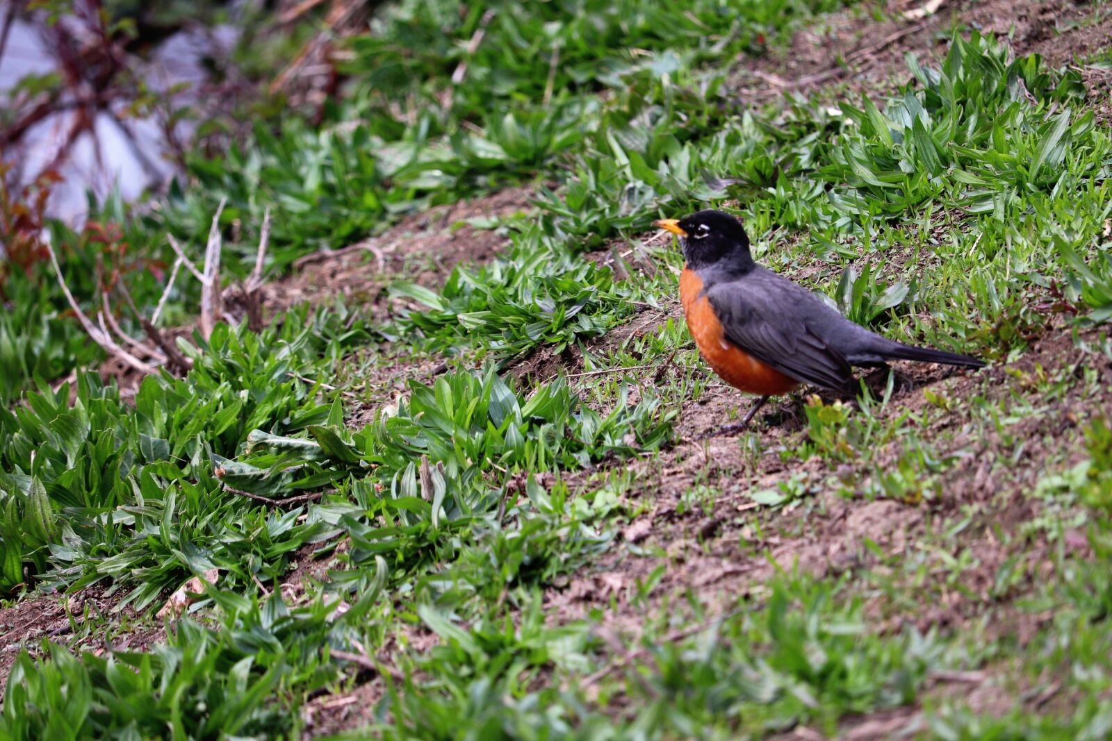 Canon EOS 200D (EOS Rebel SL2 / EOS Kiss X9) sample photo. Nature, outdoors, robin photography
