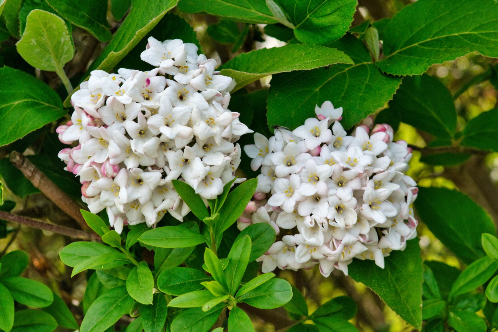 Nikon D7500 sample photo. Blossom, bloom, spring photography