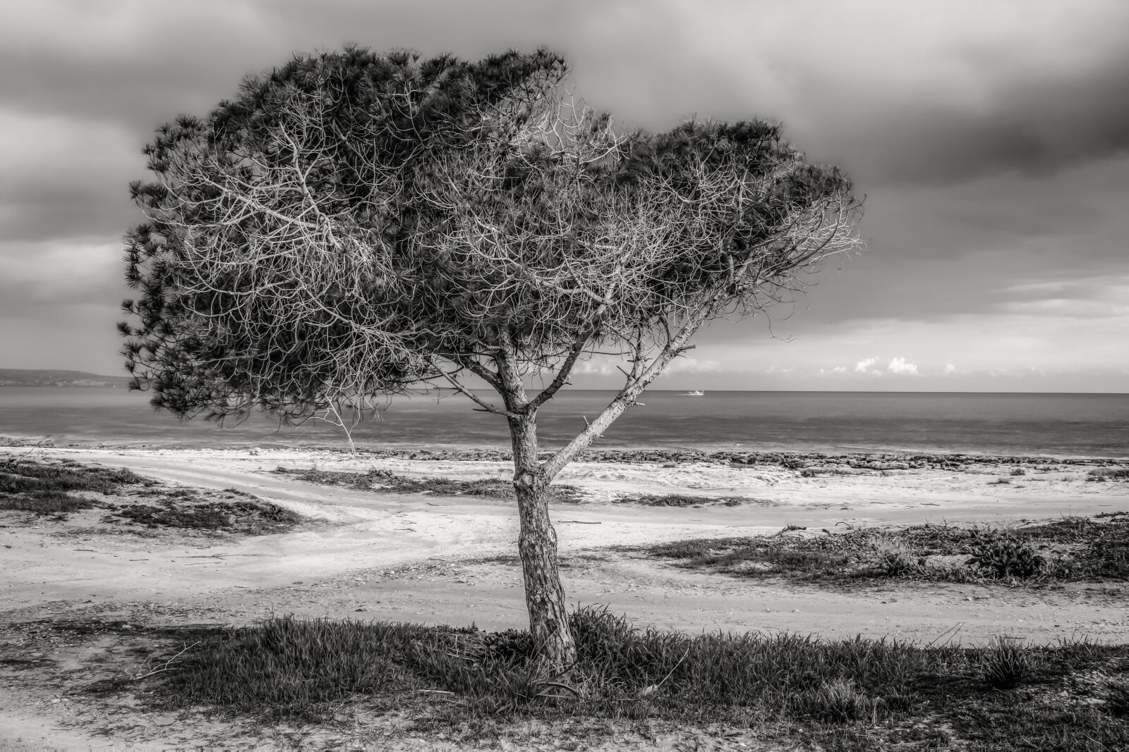 Nikon D3300 sample photo. Tree, beach, sea photography