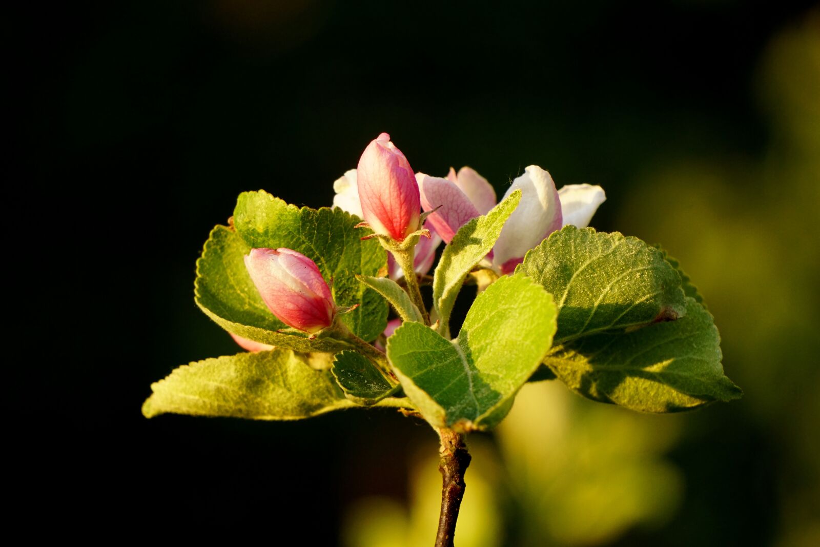 Sony a6000 sample photo. Apple blossom, bud, nature photography
