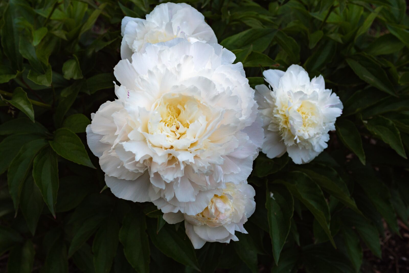 Panasonic Leica DG Summilux 25mm F1.4 II ASPH sample photo. Peony, white, garden rose photography
