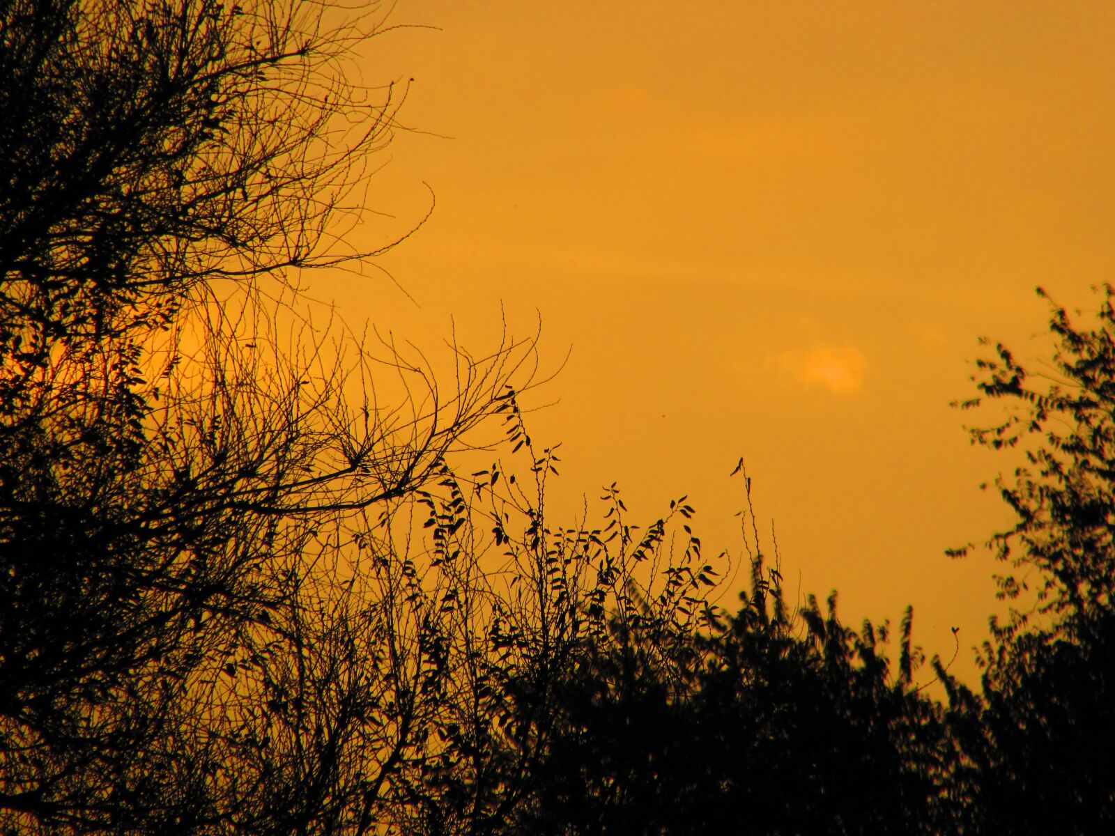Canon PowerShot SX510 HS sample photo. Sky, tree, sunset photography