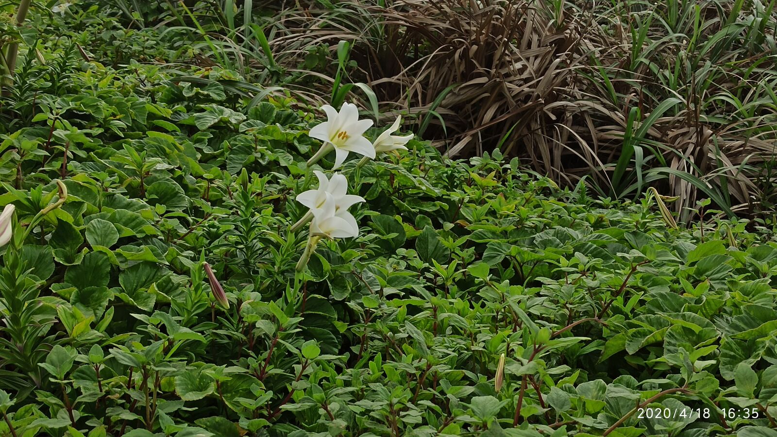 Xiaomi Redmi Note 8 Pro sample photo. Wild lily, taiwan lily photography