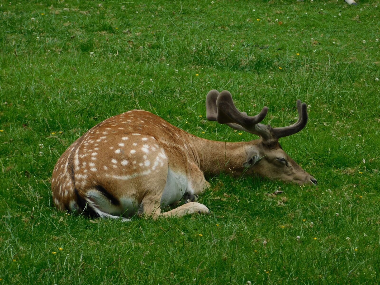 Nikon Coolpix B500 sample photo. Hirsch, roe deer, oberursel photography