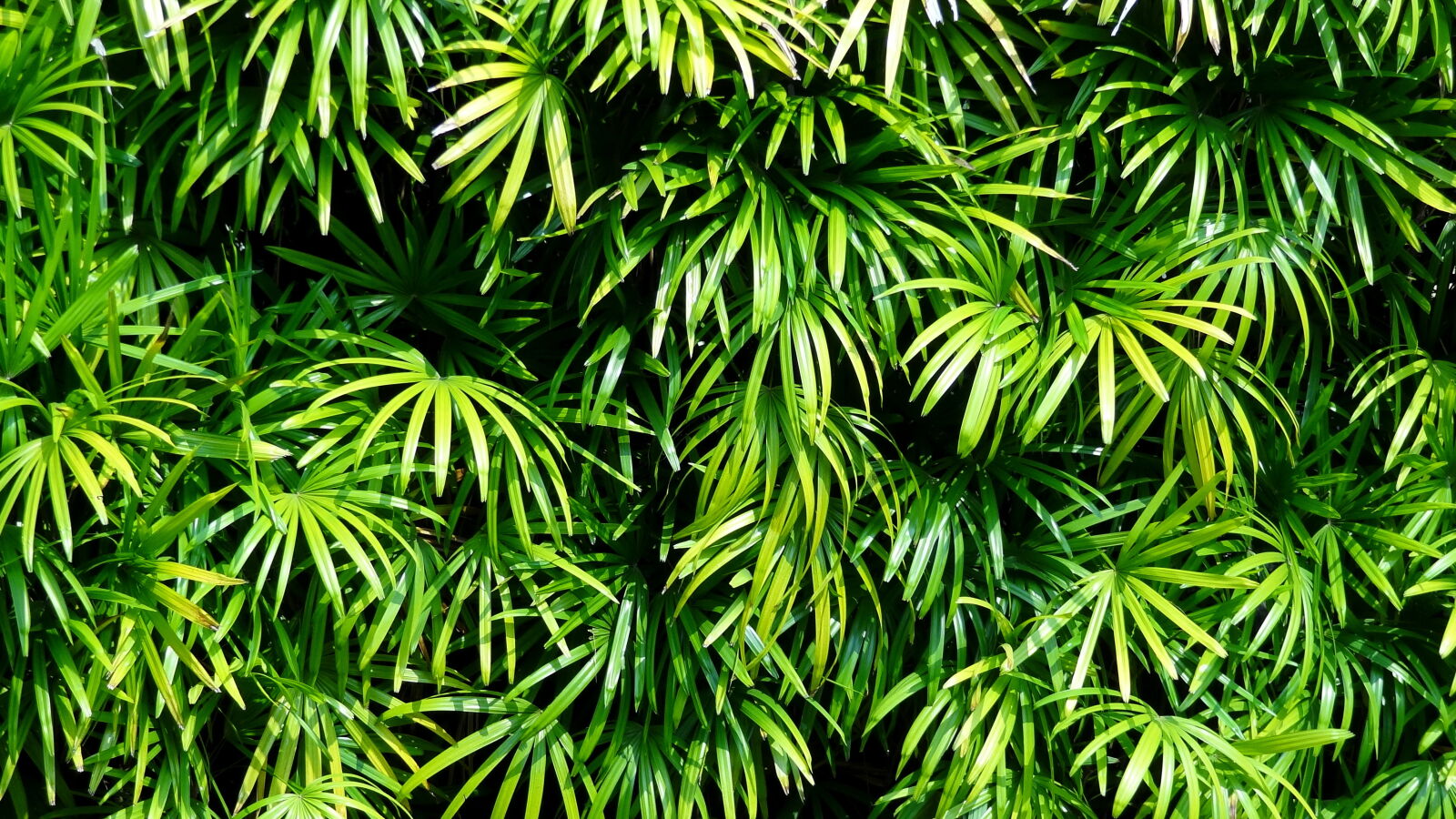 Sony Cyber-shot DSC-HX9V sample photo. Evergreen photography