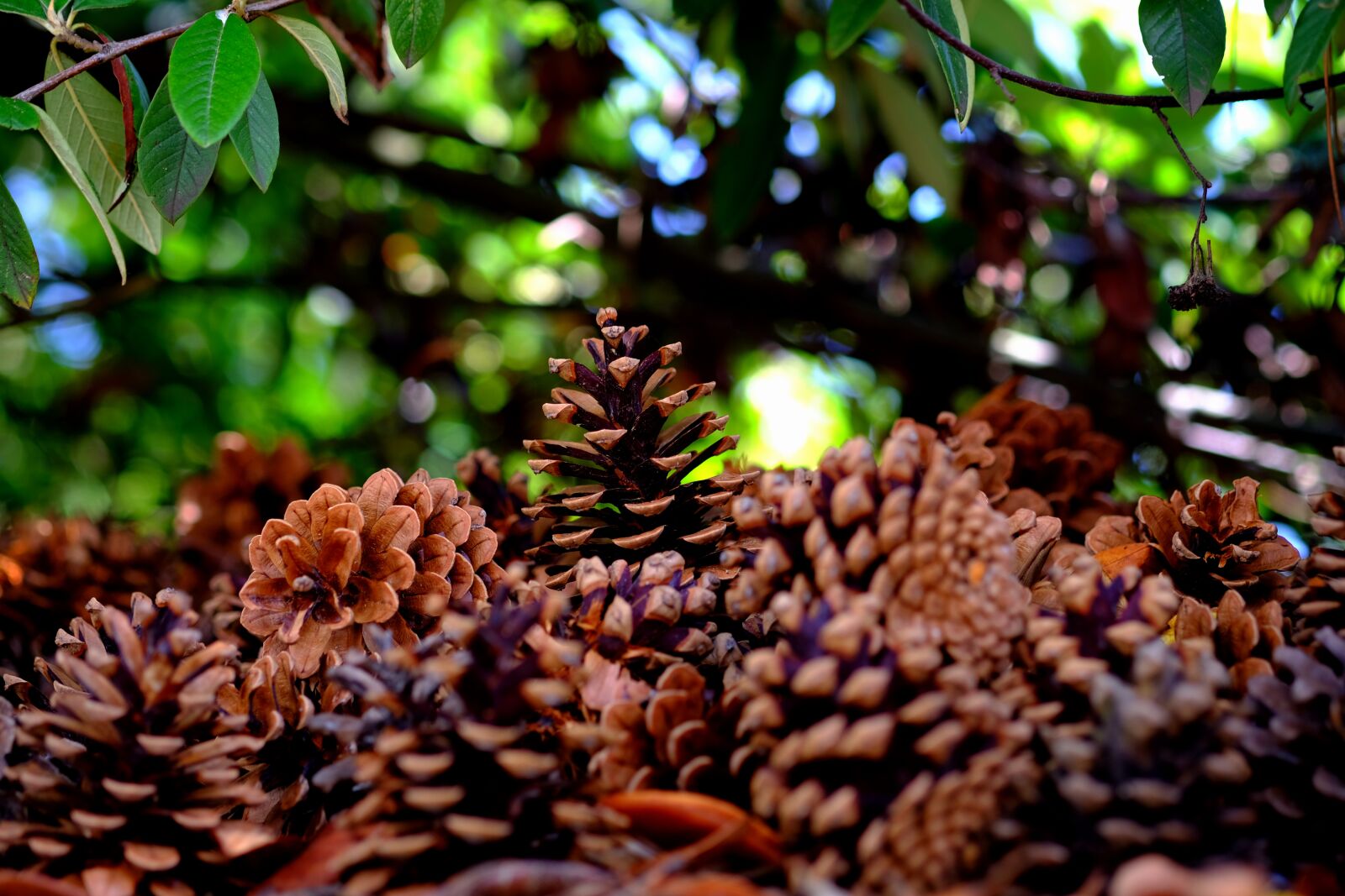 Fujifilm X-T20 sample photo. Pine cones, many, pine photography