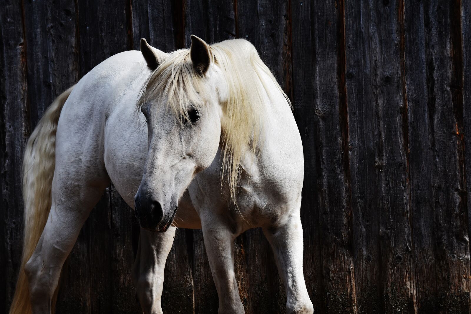 Nikon D7200 sample photo. Horse, mold, reiterhof photography