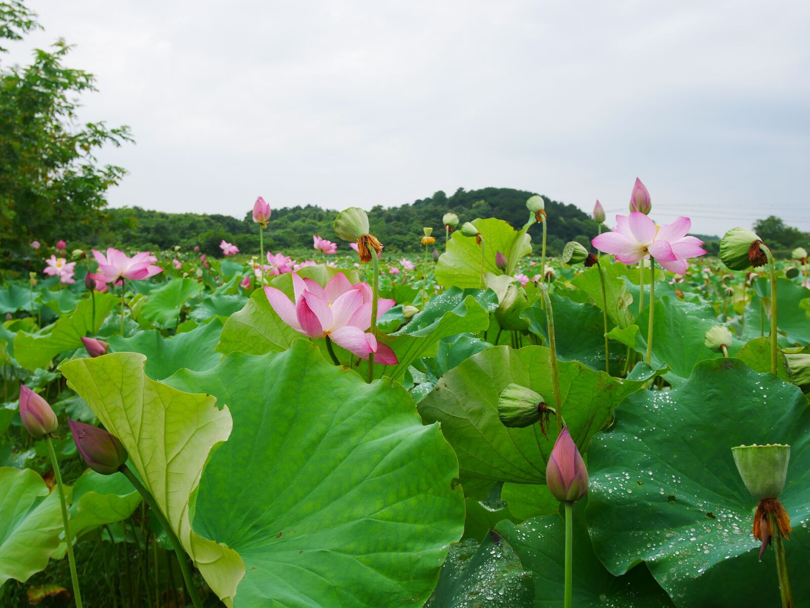 Panasonic Lumix DMC-GX85 (Lumix DMC-GX80 / Lumix DMC-GX7 Mark II) sample photo. Plant, lotus, rain photography