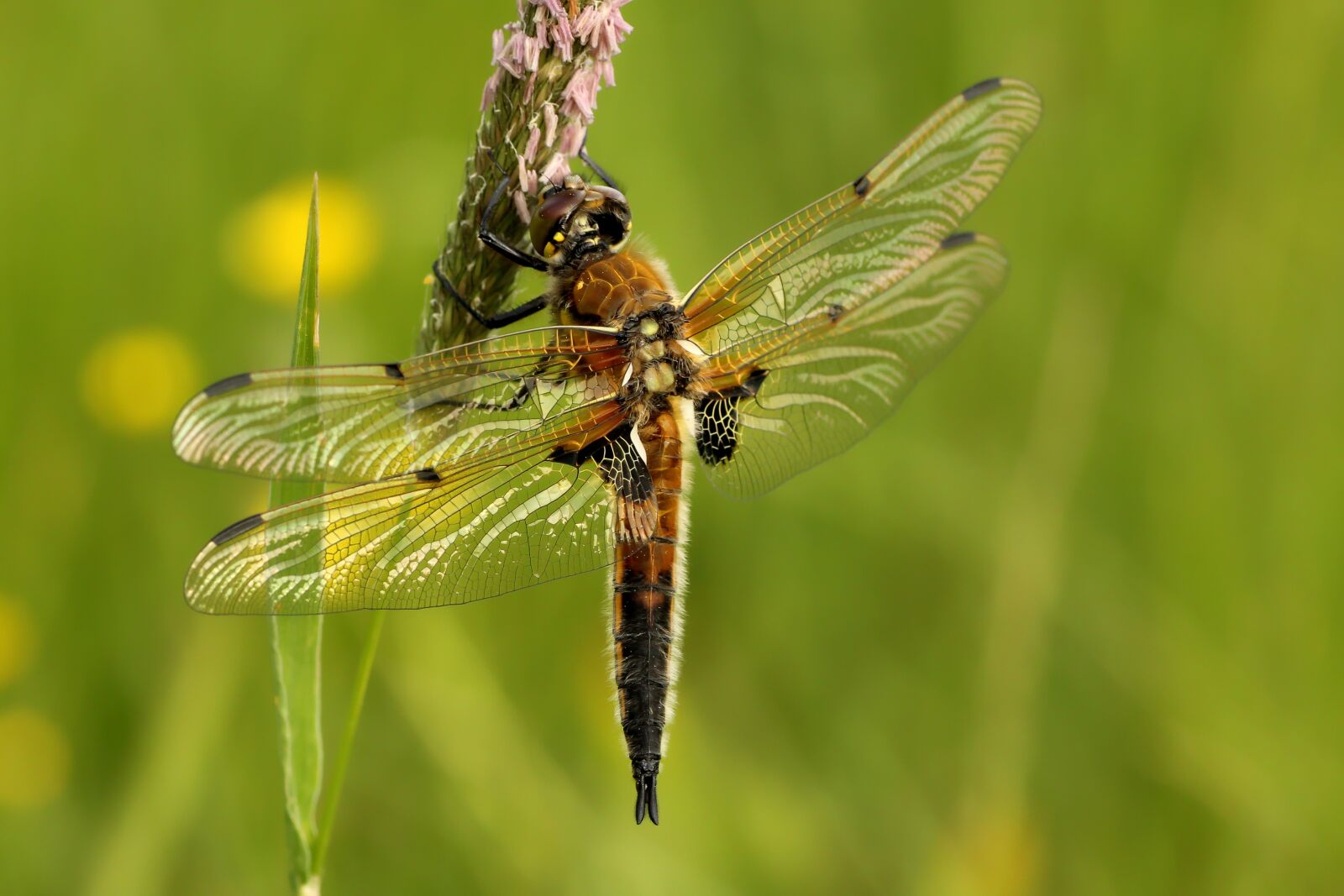 Tamron SP 90mm F2.8 Di VC USD 1:1 Macro sample photo. Dragonfly, four patch, insect photography