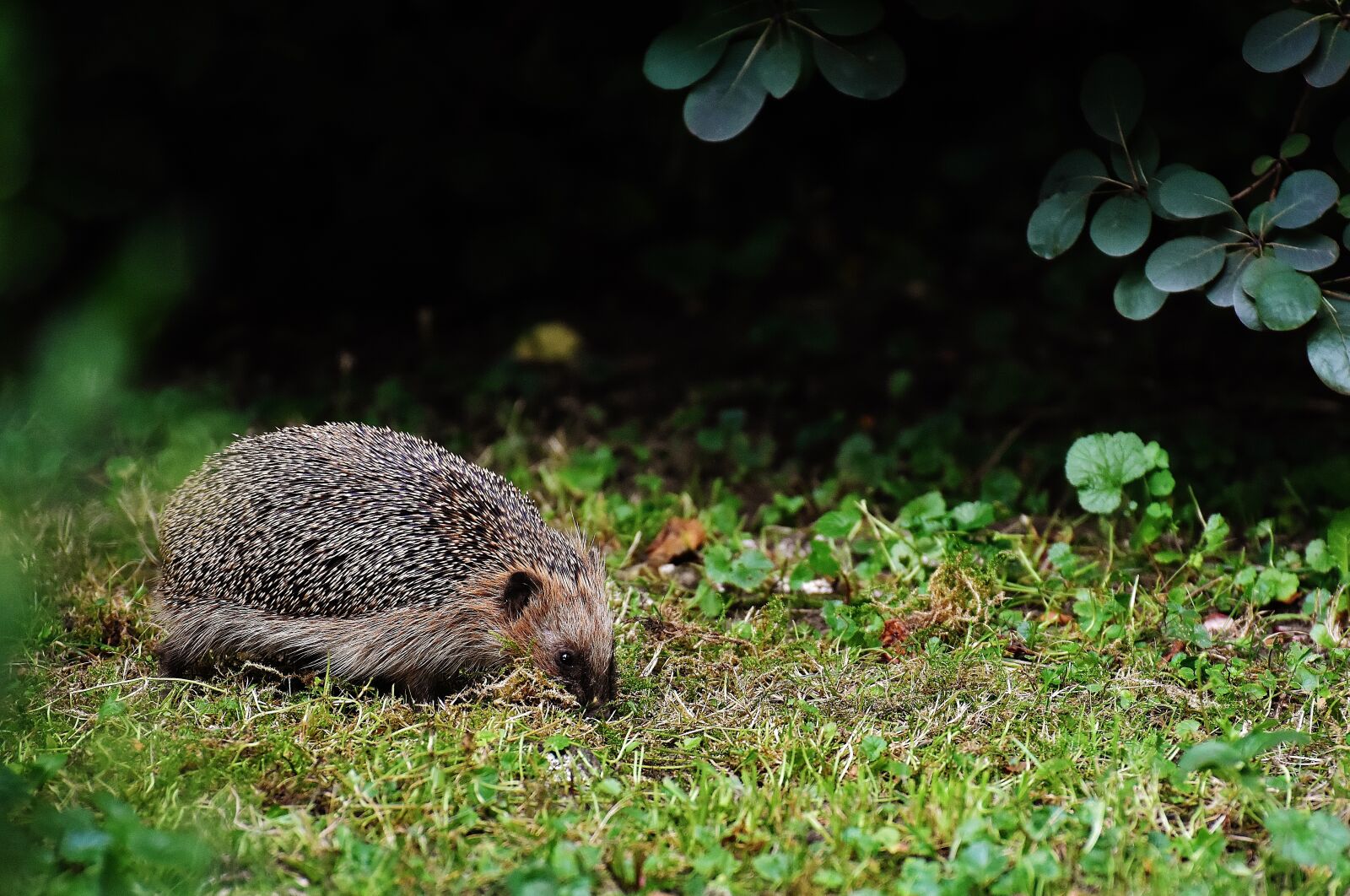 Nikon D7200 sample photo. Hedgehog, hard working, build photography
