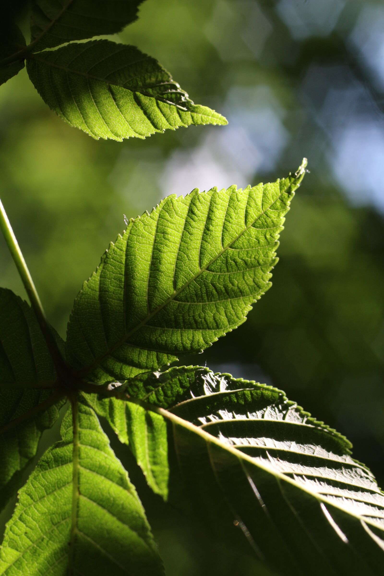 Canon EOS 1200D (EOS Rebel T5 / EOS Kiss X70 / EOS Hi) sample photo. Leaf, green, bokeh photography
