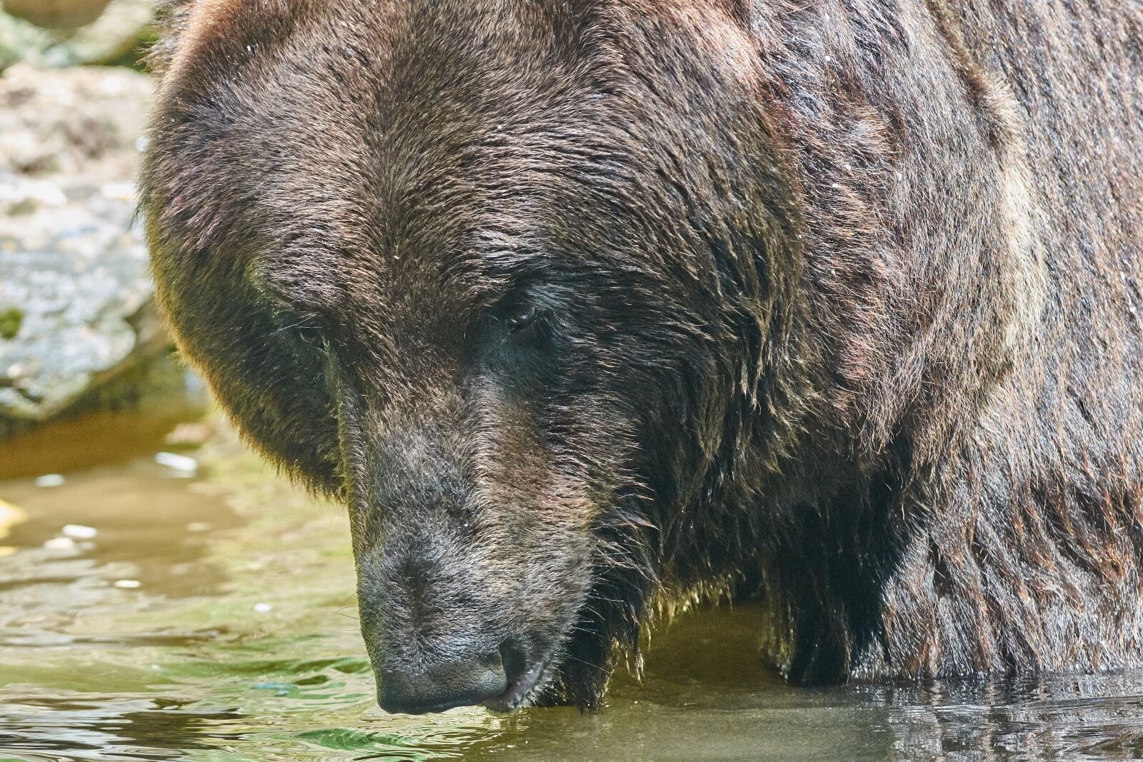 Nikon AF-S Nikkor 200-500mm F5.6E ED VR sample photo. Bear, water, nature photography