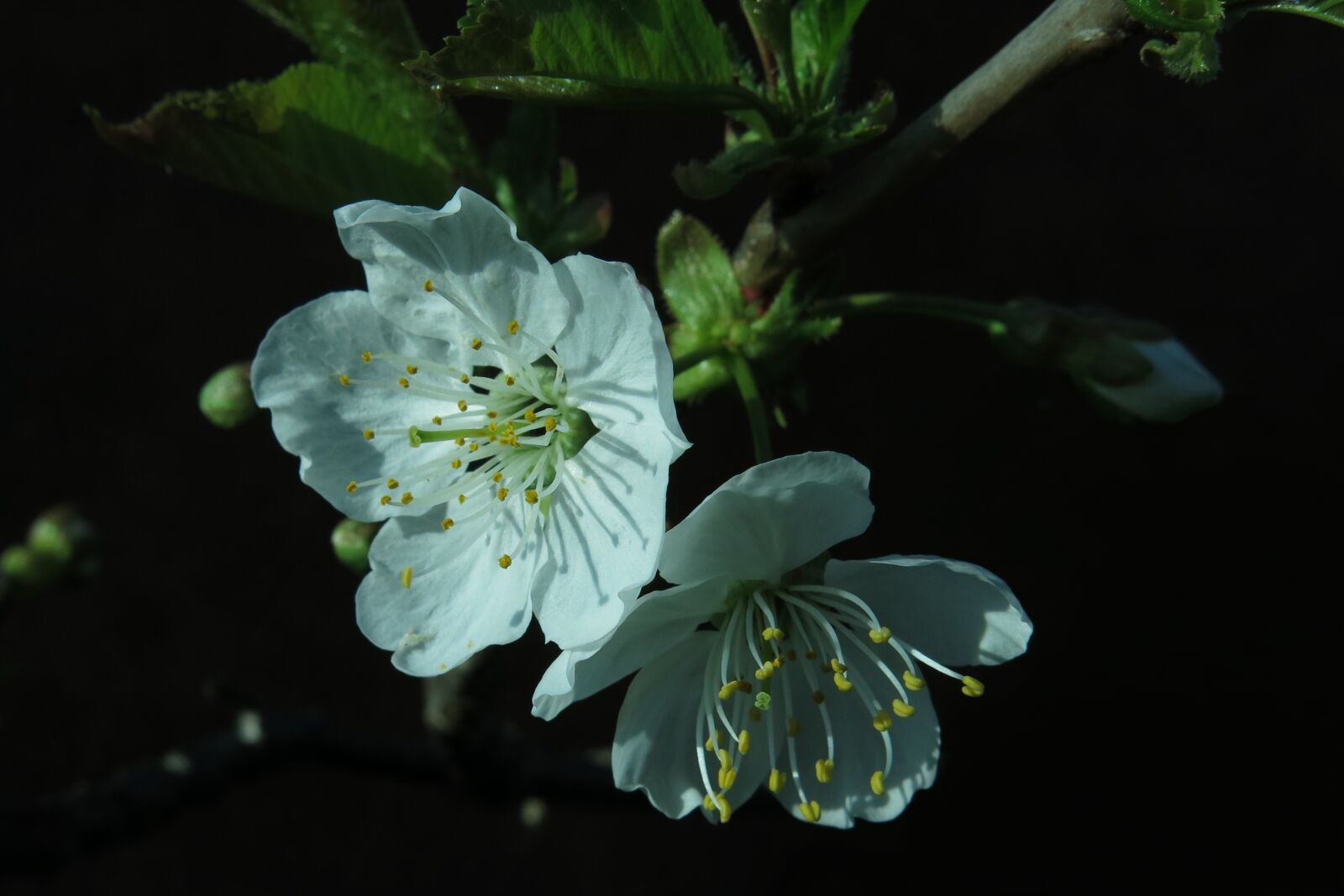 Canon PowerShot G15 sample photo. Blossom, bloom, cherry blossom photography