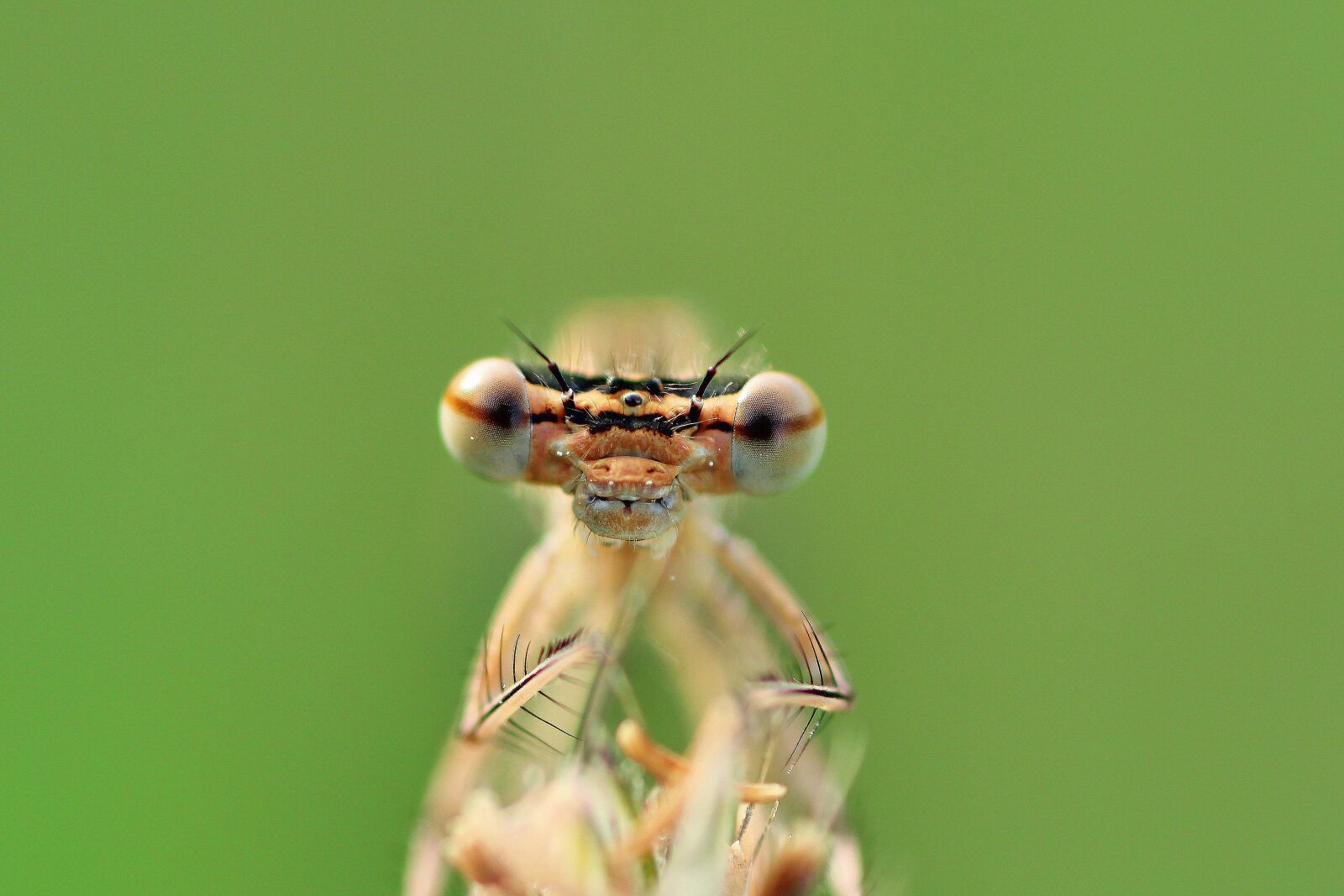 Tamron SP 90mm F2.8 Di VC USD 1:1 Macro sample photo. Dragonfly, close up, macro photography