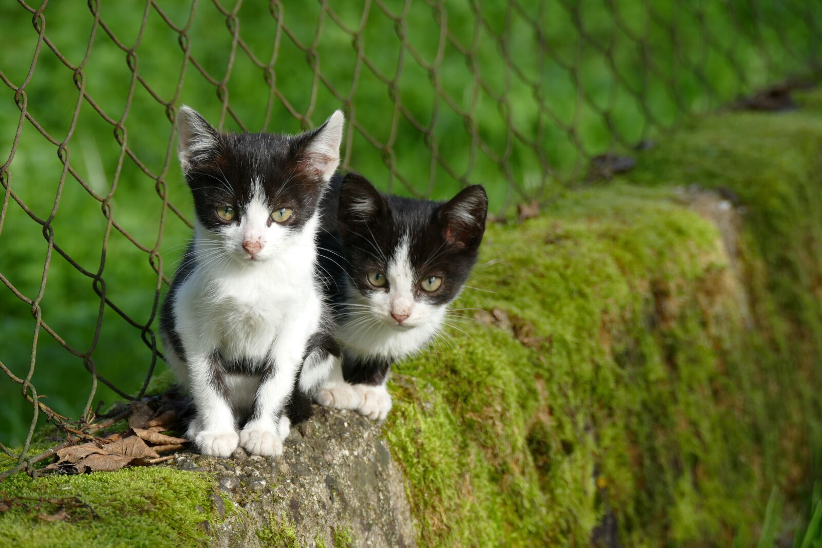 Panasonic Lumix DMC-FZ1000 sample photo. Cats, kittens, stone wall photography