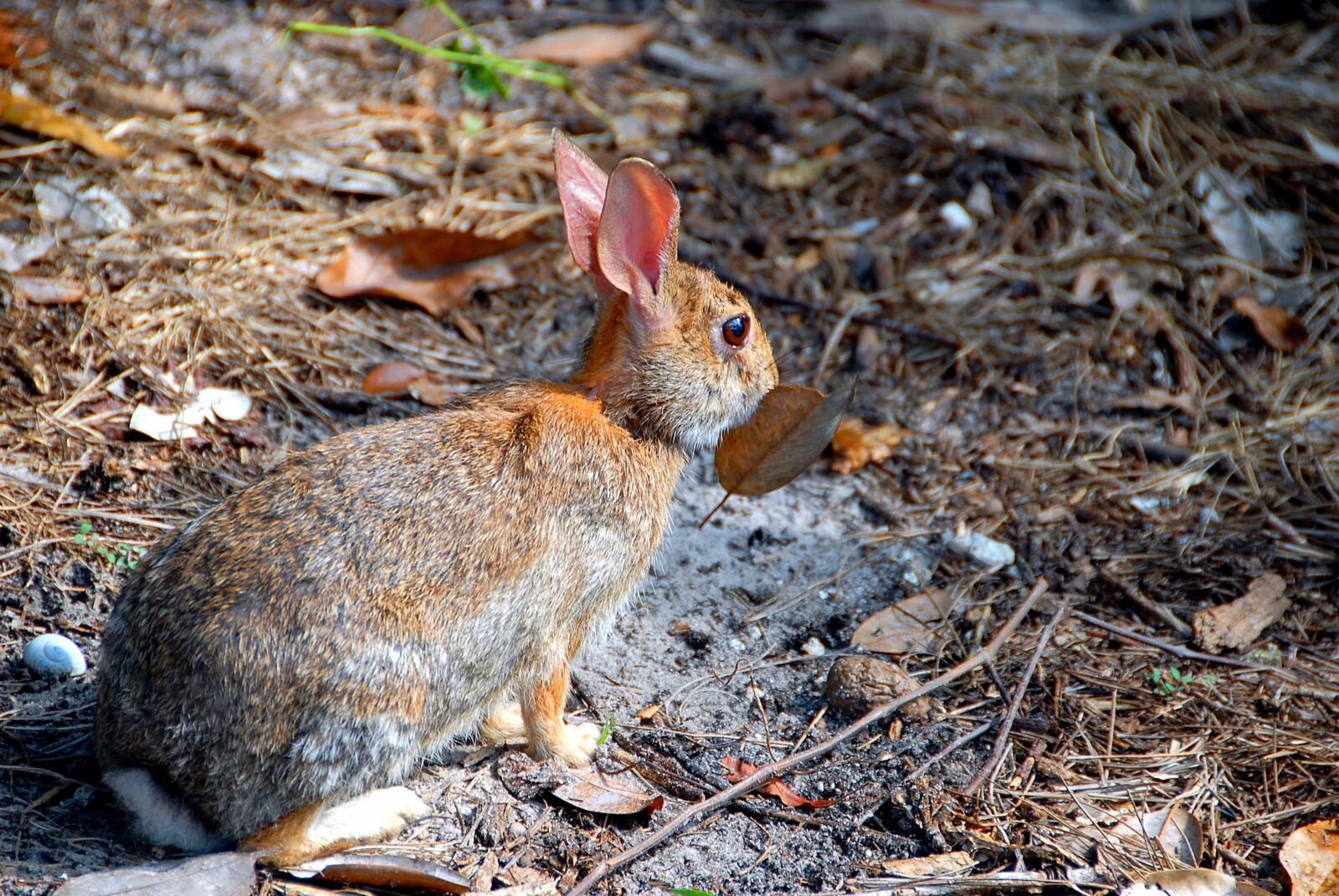 Nikon D200 sample photo. Wild rabbit, rabbit, animal photography