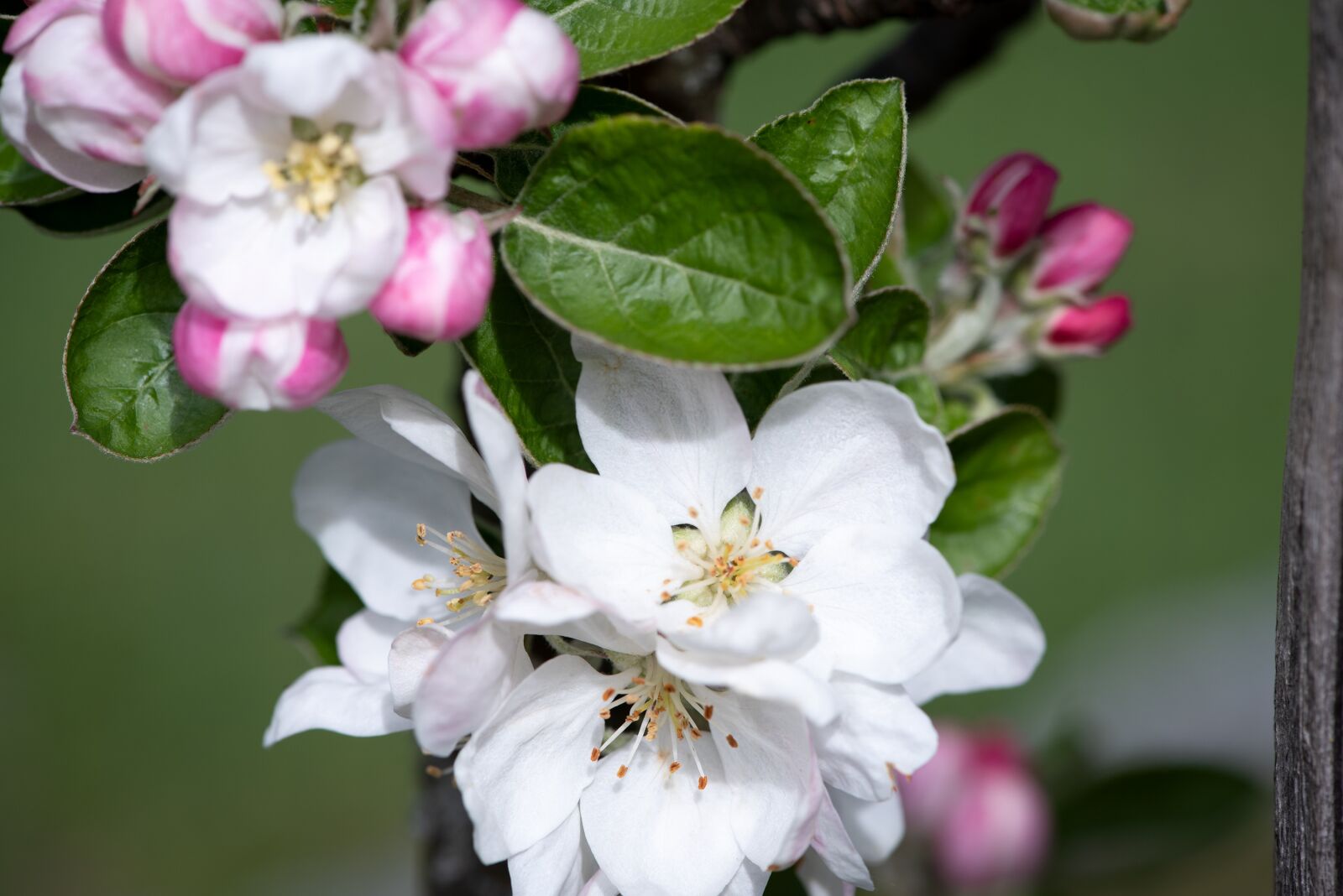 Nikon D750 sample photo. Blossom, bloom, apple tree photography