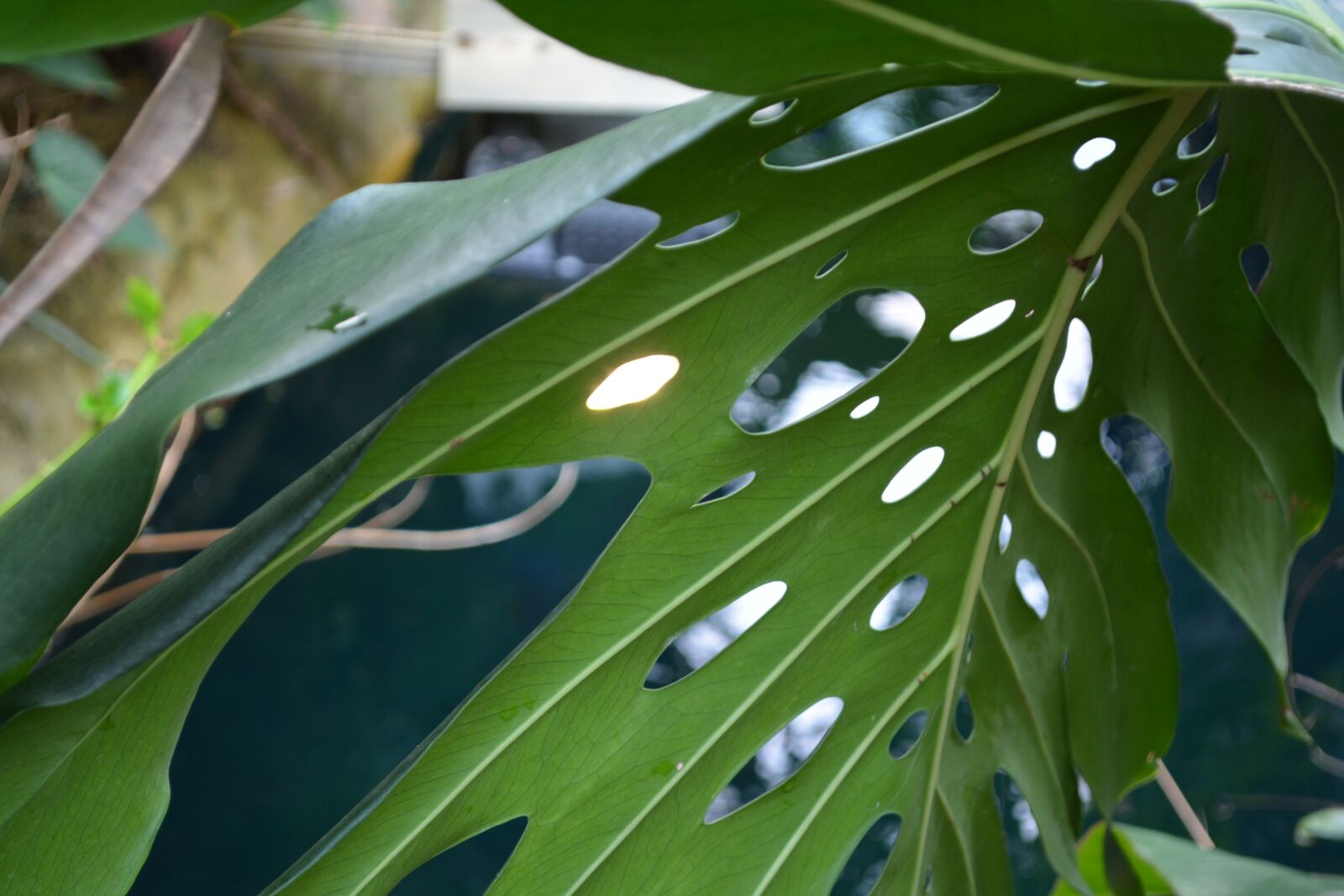 Nikon D5200 sample photo. Leaf, jungle, nature photography