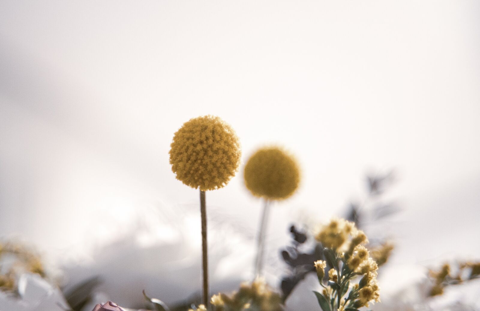 Canon EOS 6D sample photo. Yellow, flowers, nature photography