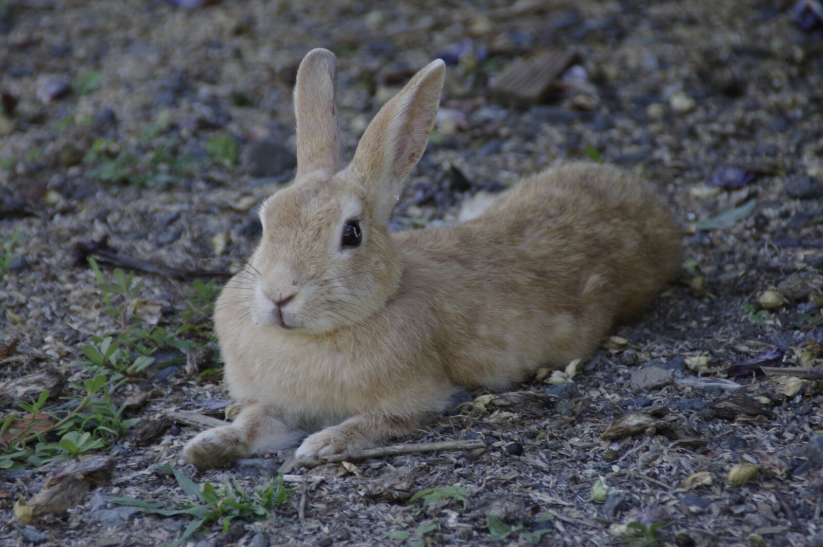 Pentax K-r sample photo. Rabbit, bunny, animal photography