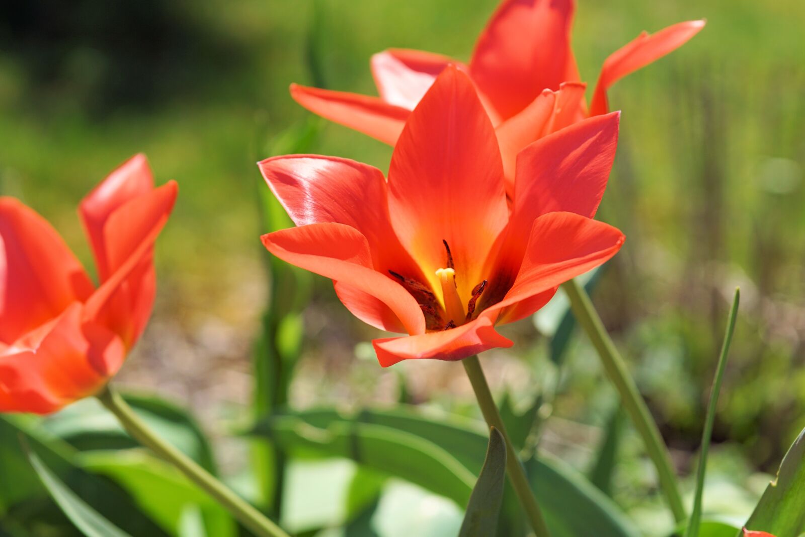 Sony a6000 + E 60mm F2.8 sample photo. Tulip, flower, blossom photography