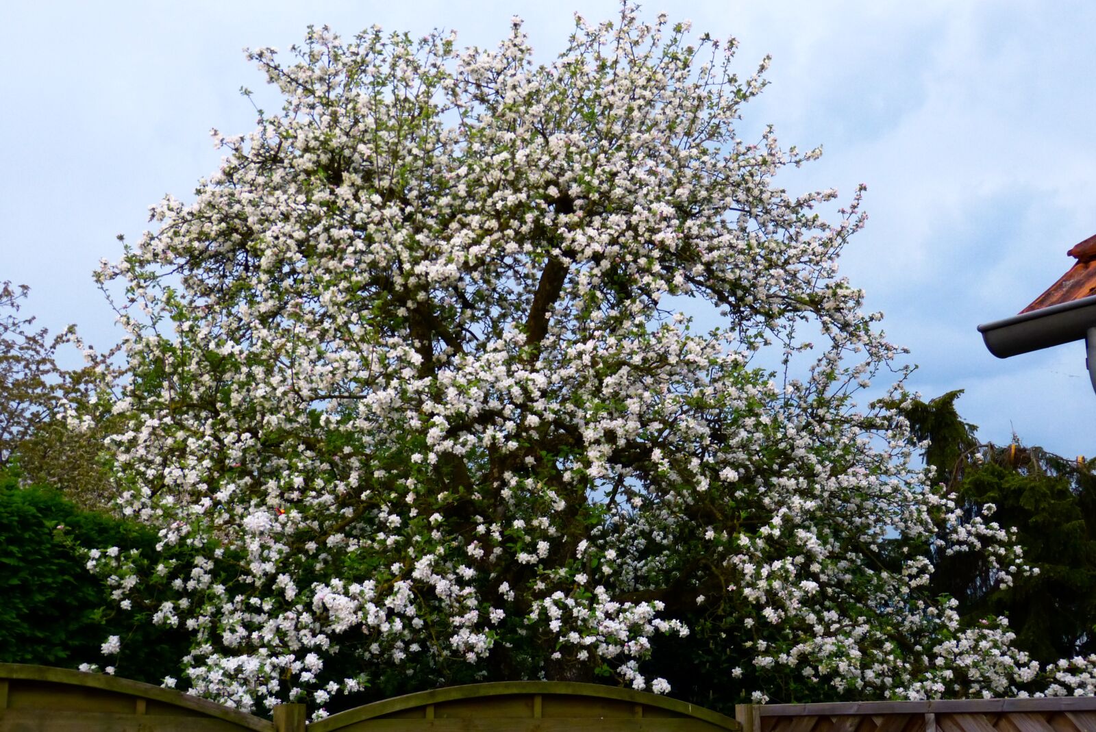 Panasonic Lumix DMC-FZ150 sample photo. Spring, apple tree, garden photography