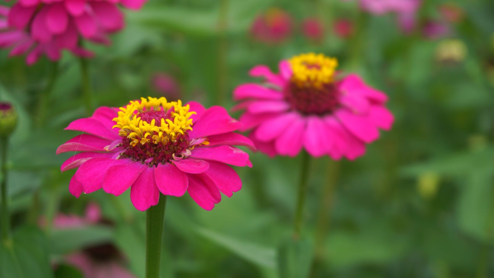 Sony a5100 sample photo. Flowers, nature, plants photography