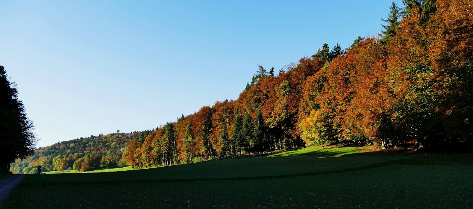 Panasonic Lumix DMC-FZ1000 sample photo. Nature, sun, autumn photography