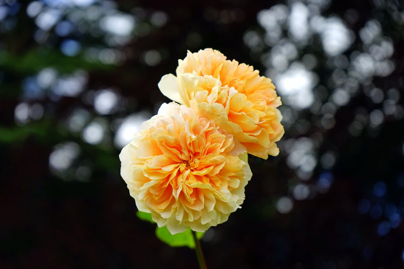 Sony MODEL-NAME + Sony FE 28-70mm F3.5-5.6 OSS sample photo. Flower, yellow, yellow flowers photography