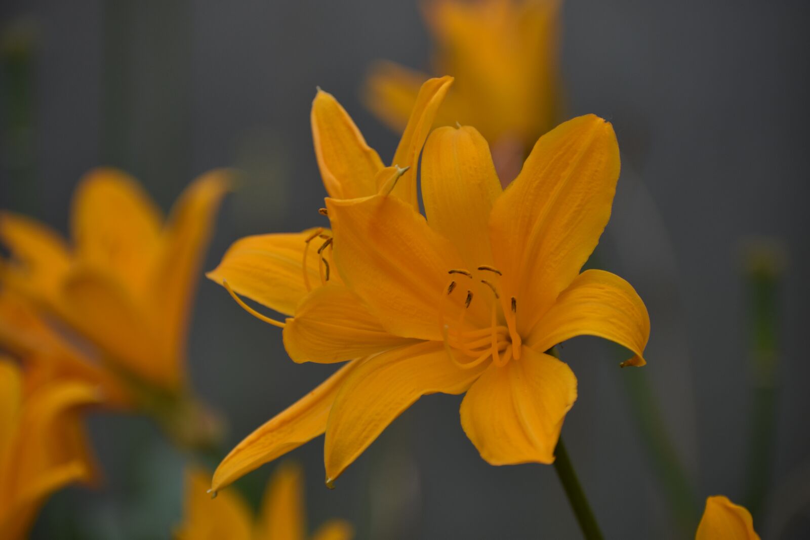 Nikon D3400 sample photo. Day-lily, flower, garden photography