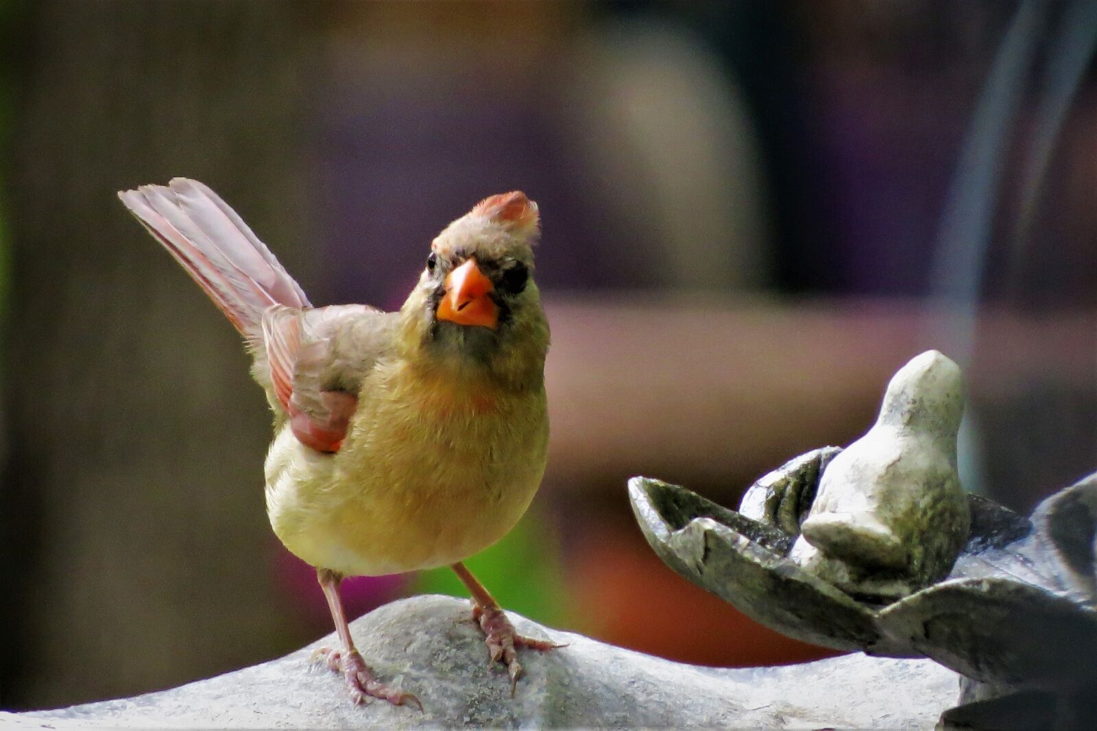 Canon PowerShot SX50 HS sample photo. Bird, colorful, wildlife photography