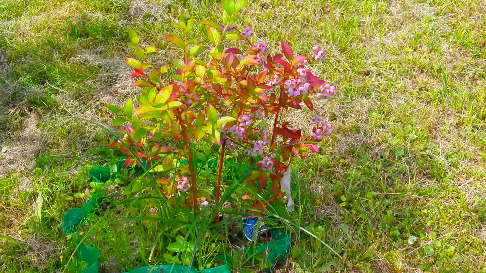 Olympus VG110,D700 sample photo. Bush, flower, nature, green photography