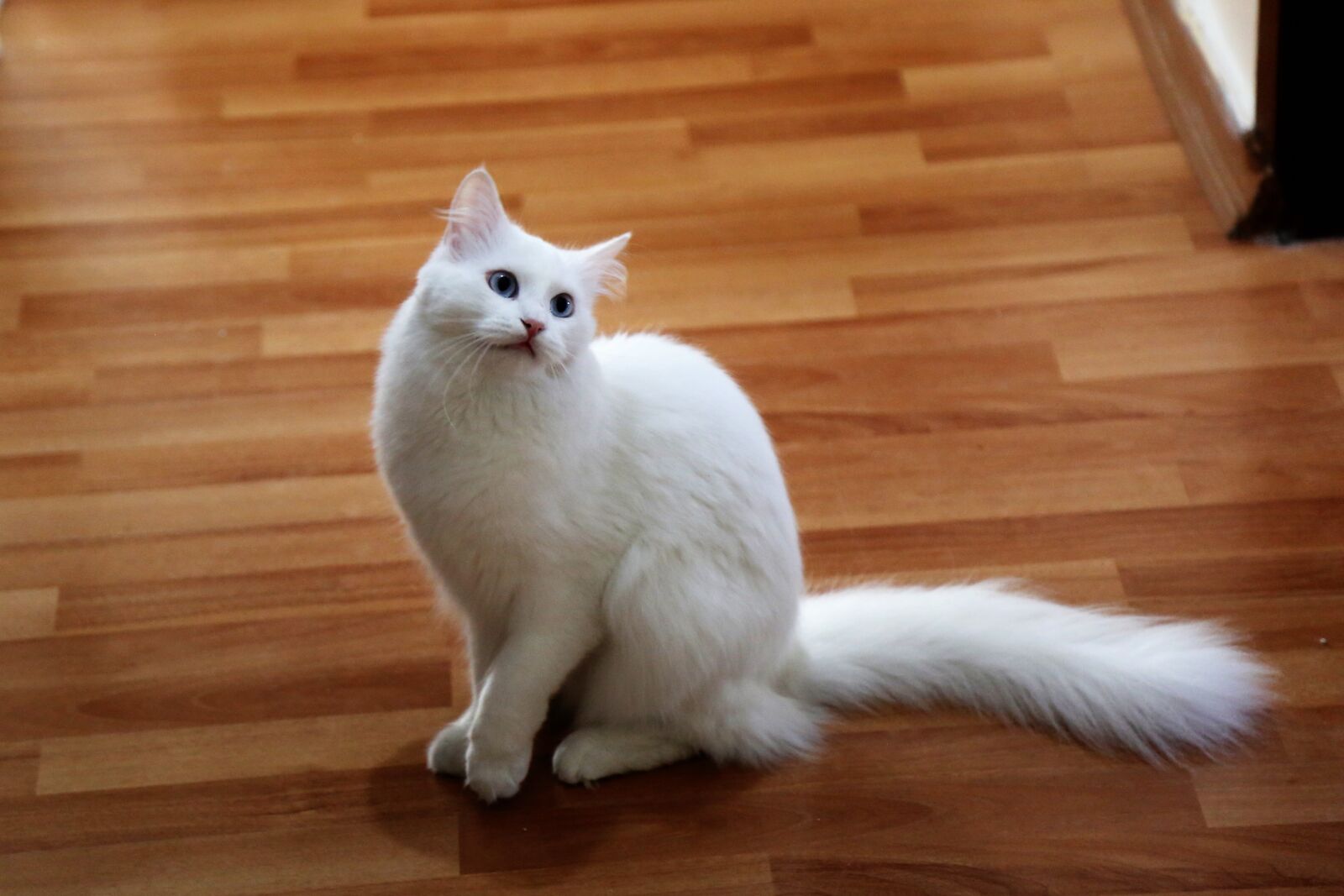Canon EOS 5D Mark III sample photo. Cat, animal, pets photography