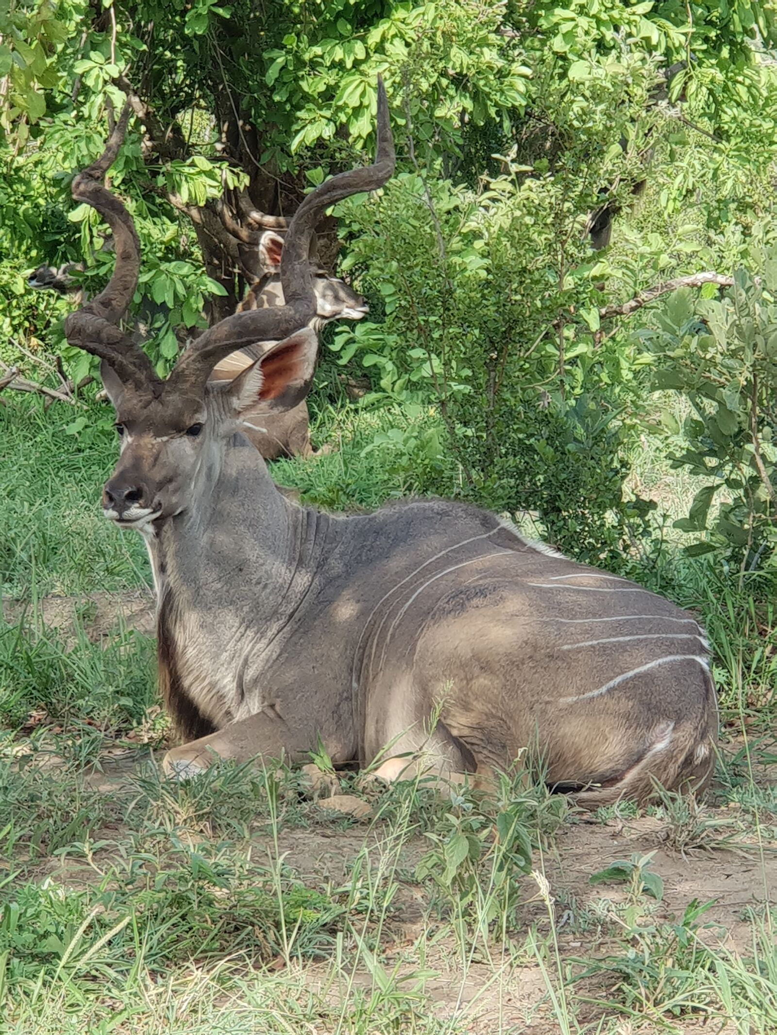 Samsung Galaxy S9+ sample photo. Kruger national park, kudu photography