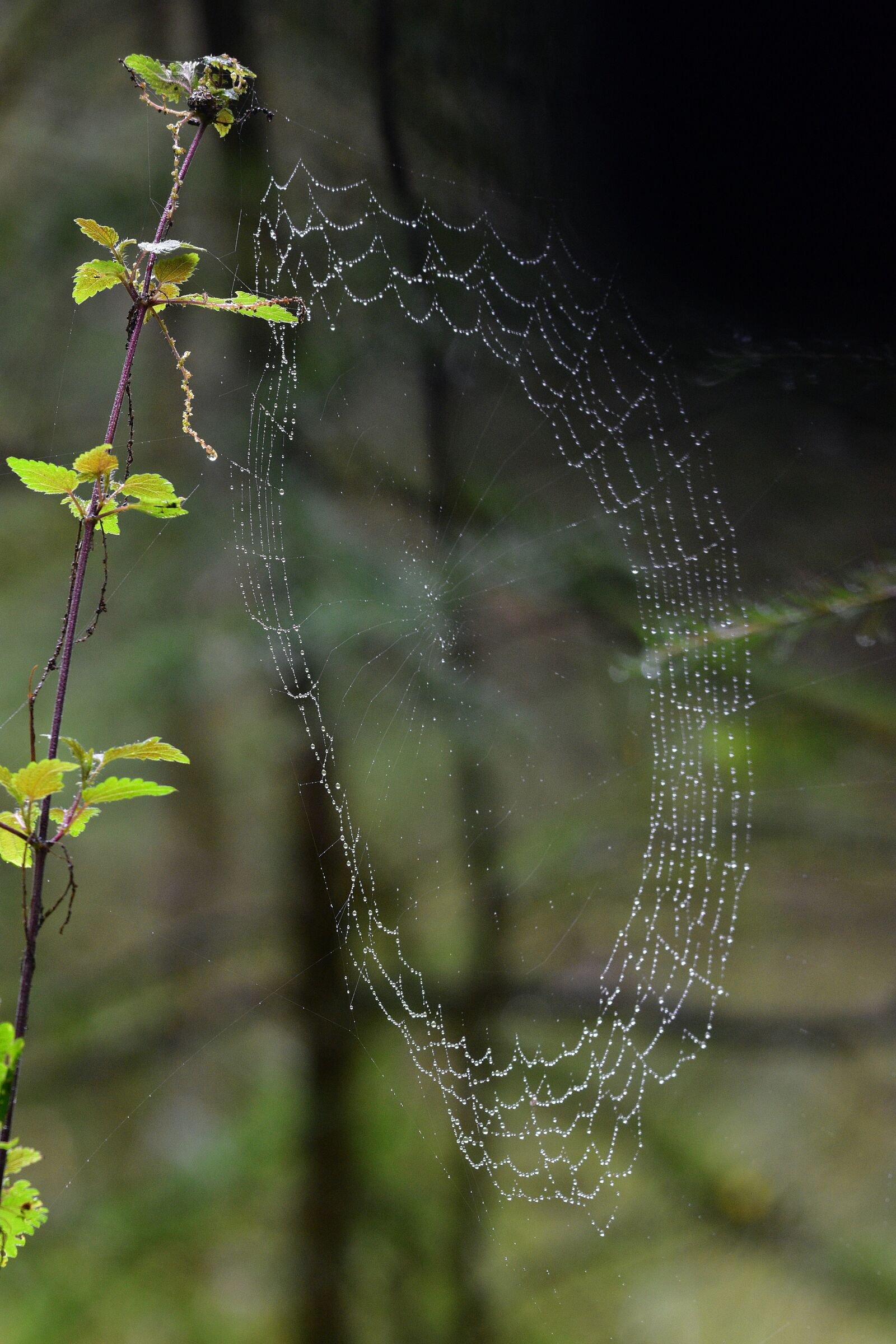 Nikon D3400 sample photo. Cobweb, spider, hotel photography