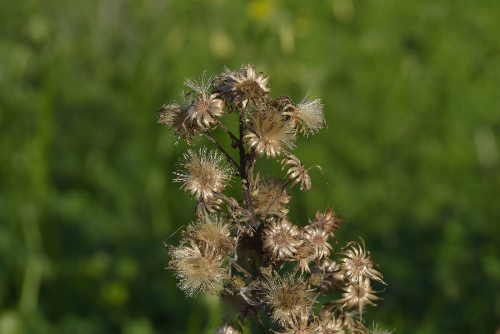 Nikon D3300 sample photo. Weekend, flower, flowers photography