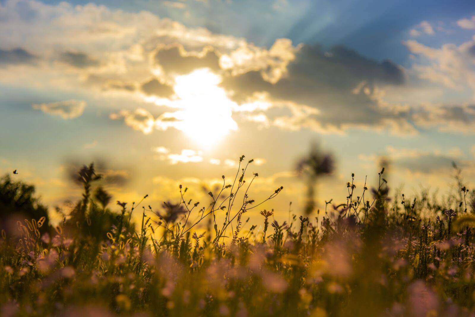 Nikon D750 sample photo. Sunset, plant, flowers photography