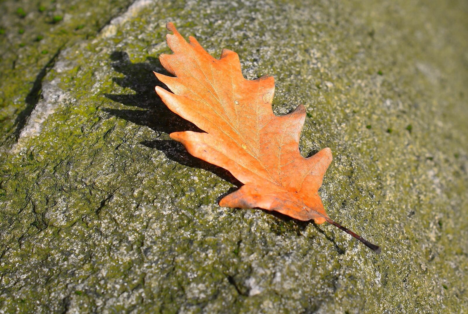Canon EOS 1000D (EOS Digital Rebel XS / EOS Kiss F) sample photo. Leaf, nature, stone photography