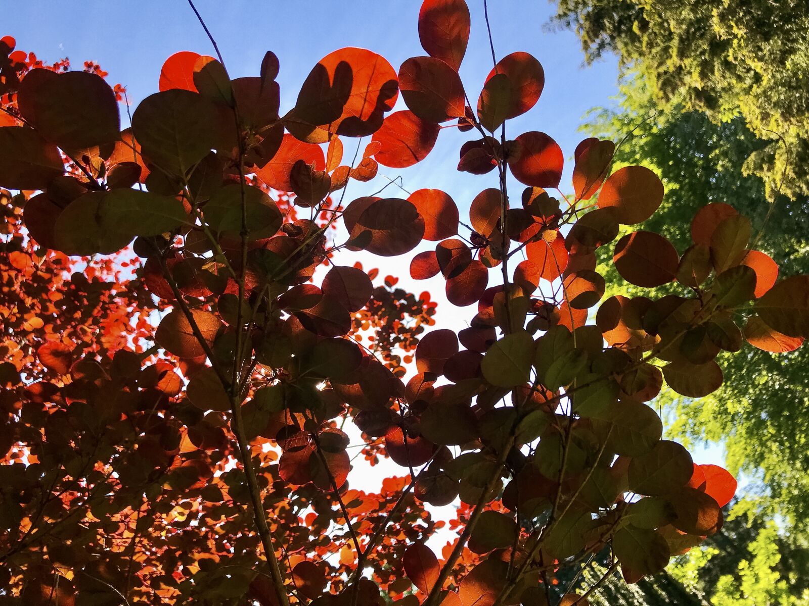 iPhone 7 back camera 3.99mm f/1.8 sample photo. Red wig shrub, schmack photography