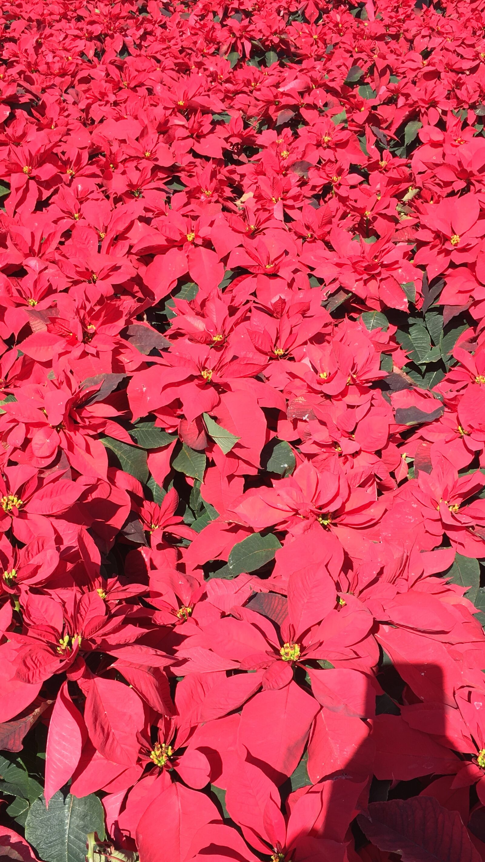 iPhone 6s Plus back camera 4.15mm f/2.2 sample photo. Flower, good night, christmas photography