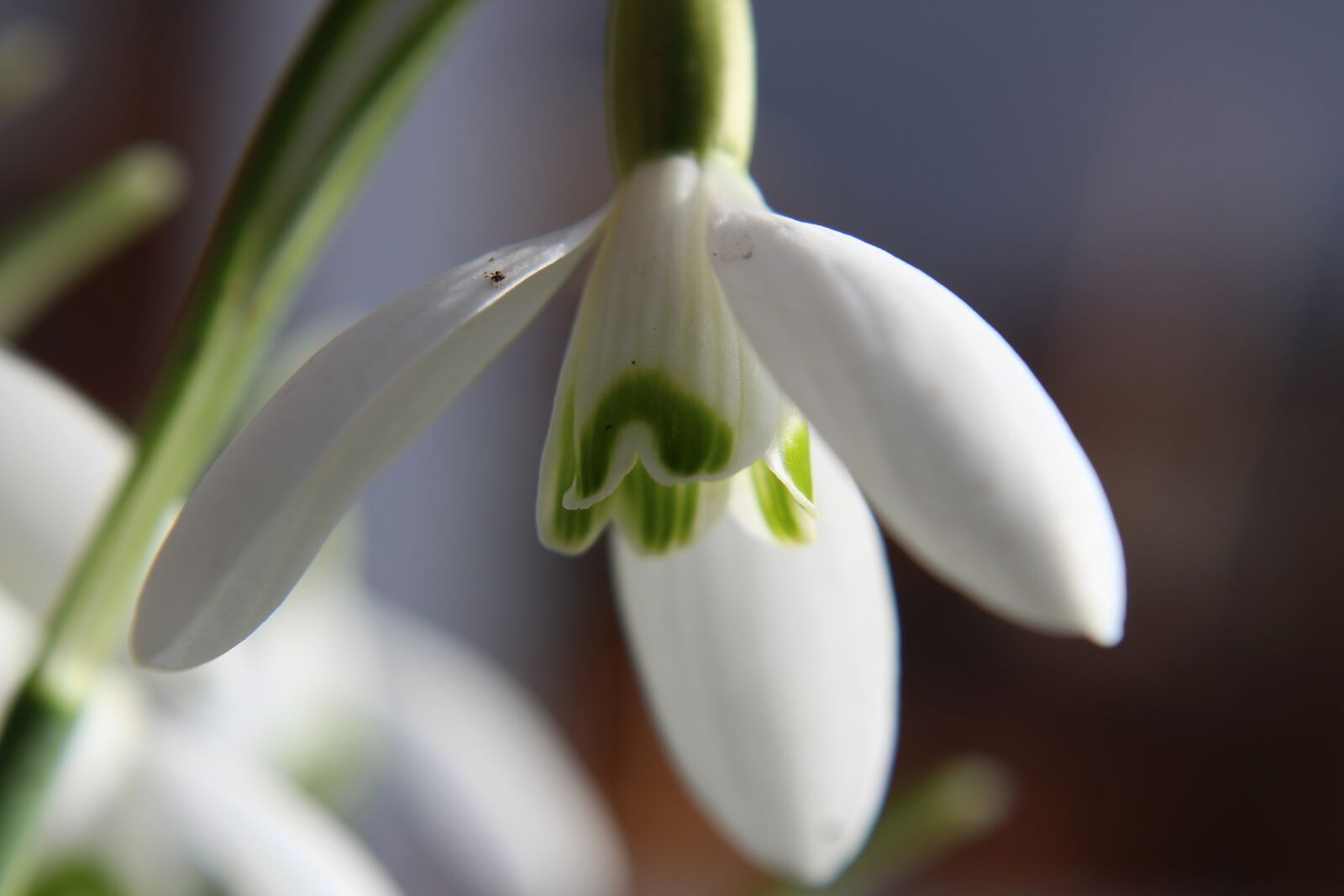 Canon EOS 1300D (EOS Rebel T6 / EOS Kiss X80) sample photo. Snowdrop, flower, spring photography